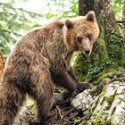 Braunbär, wildlife