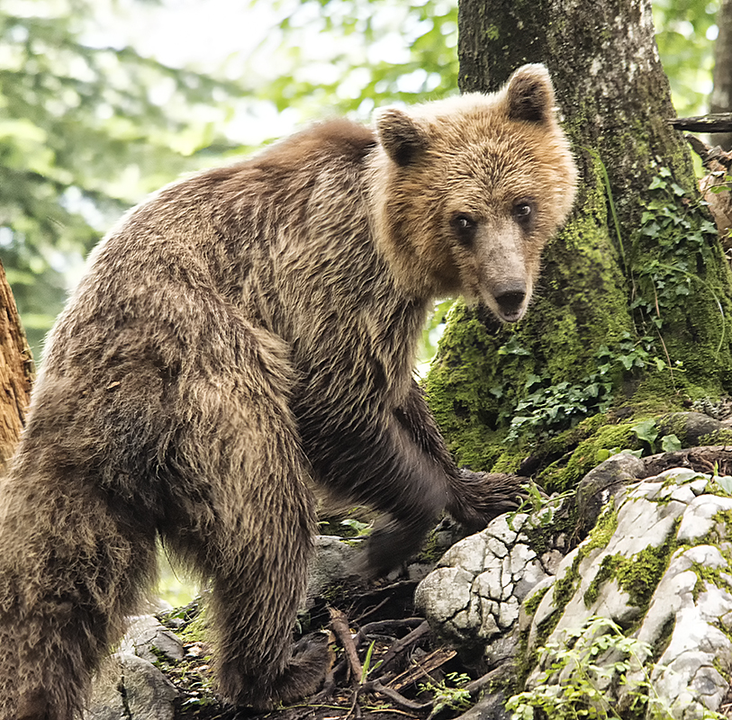 Braunbär, wildlife