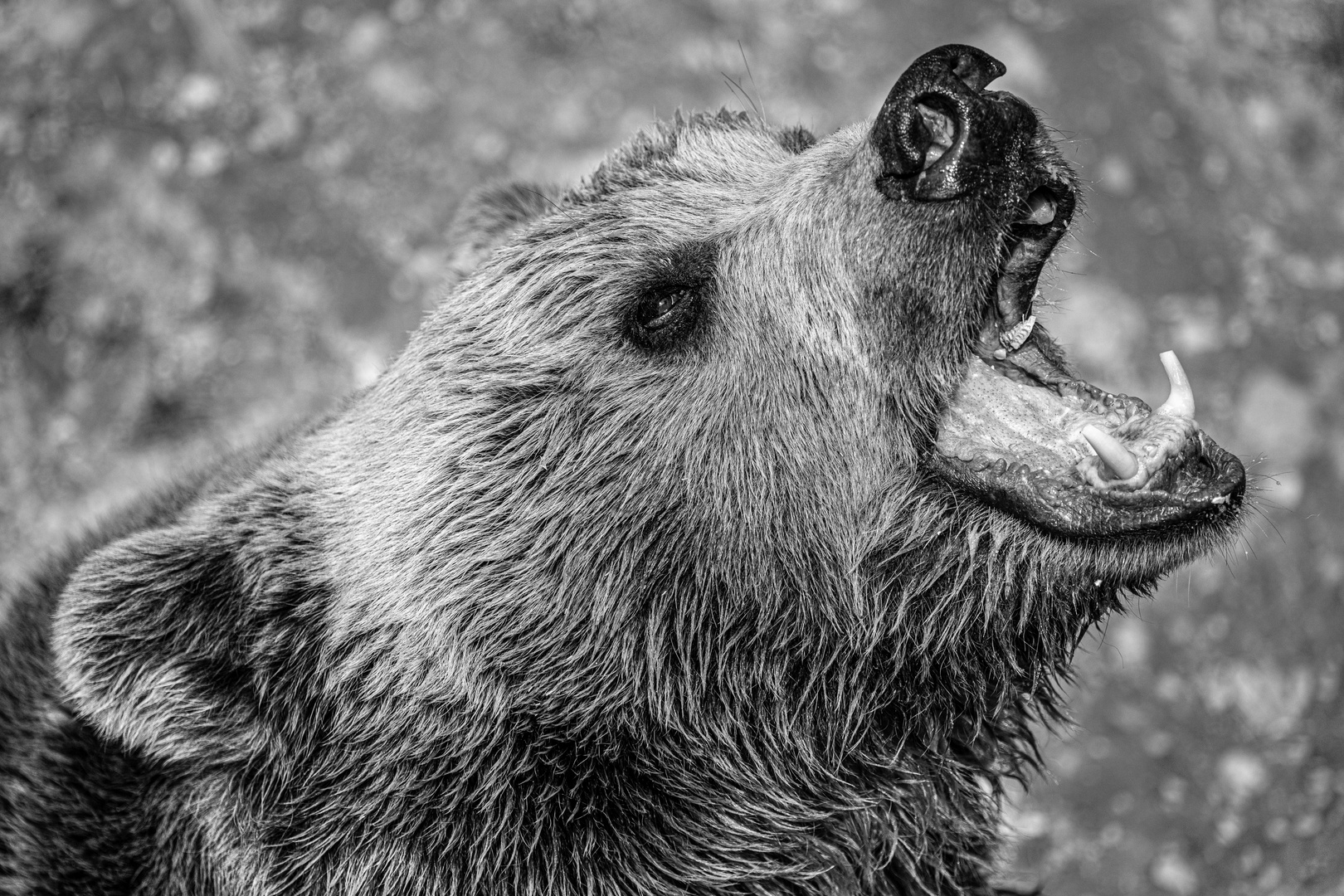 Braunbär - Wildpark Grünau - Oberösterreich