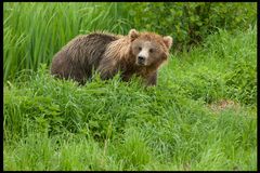 Braunbär, Wildpark Poing