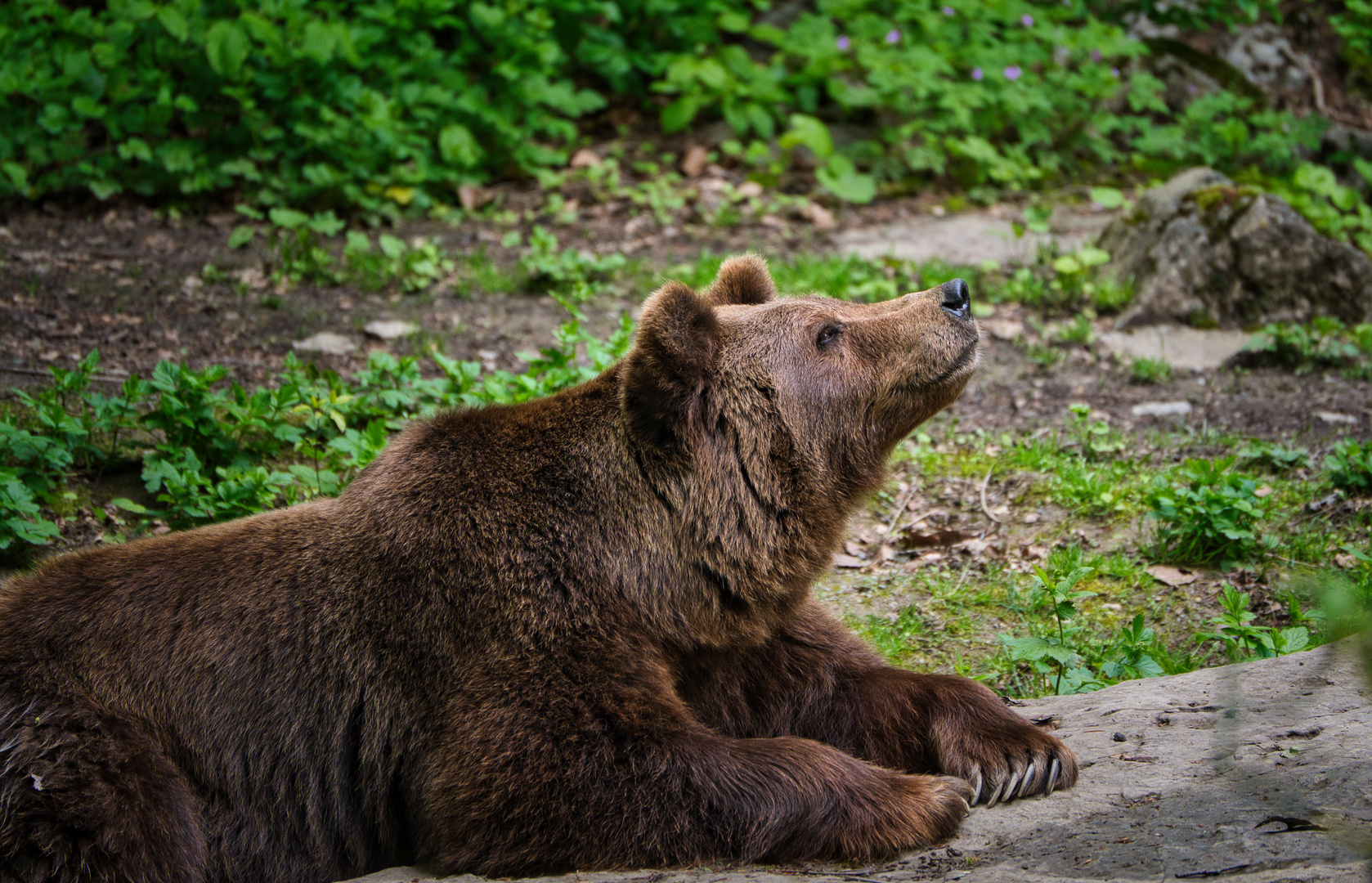 Braunbär (Wildtierpark)