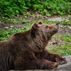 Braunbär (Wildtierpark)