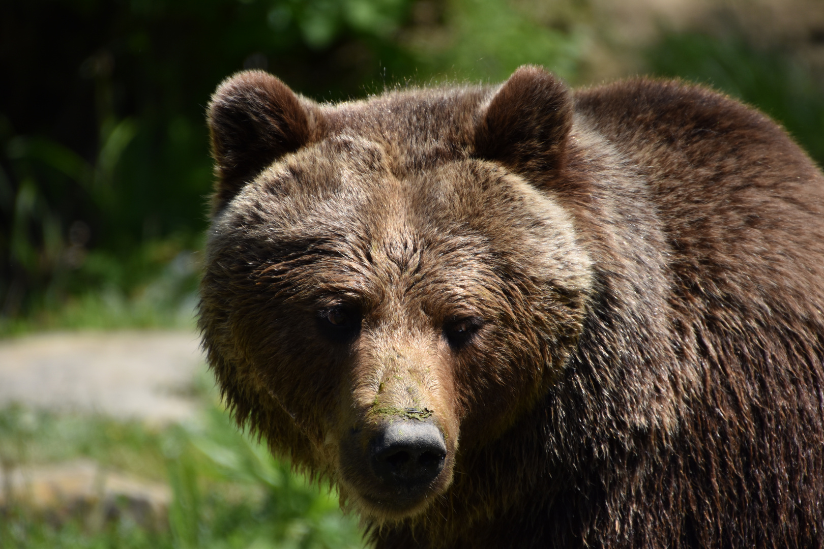 Braunbär / Wildtierpark / Tamron 18-400