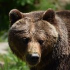 Braunbär / Wildtierpark / Tamron 18-400