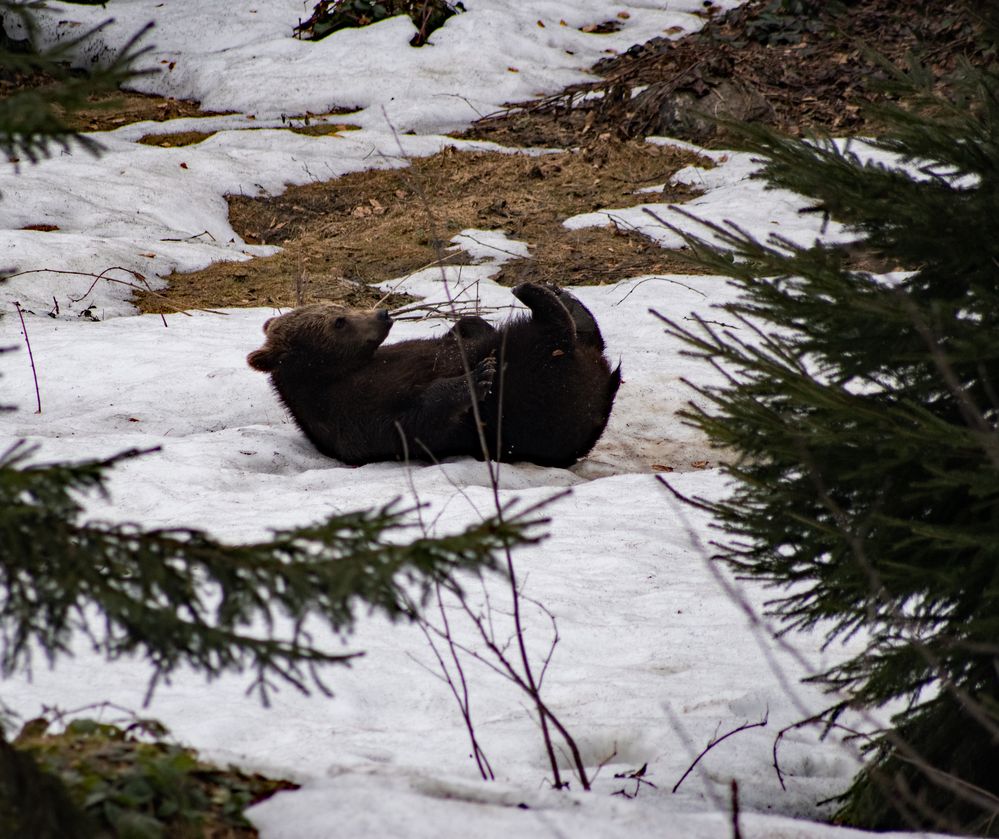 Braunbär Zwillinge II