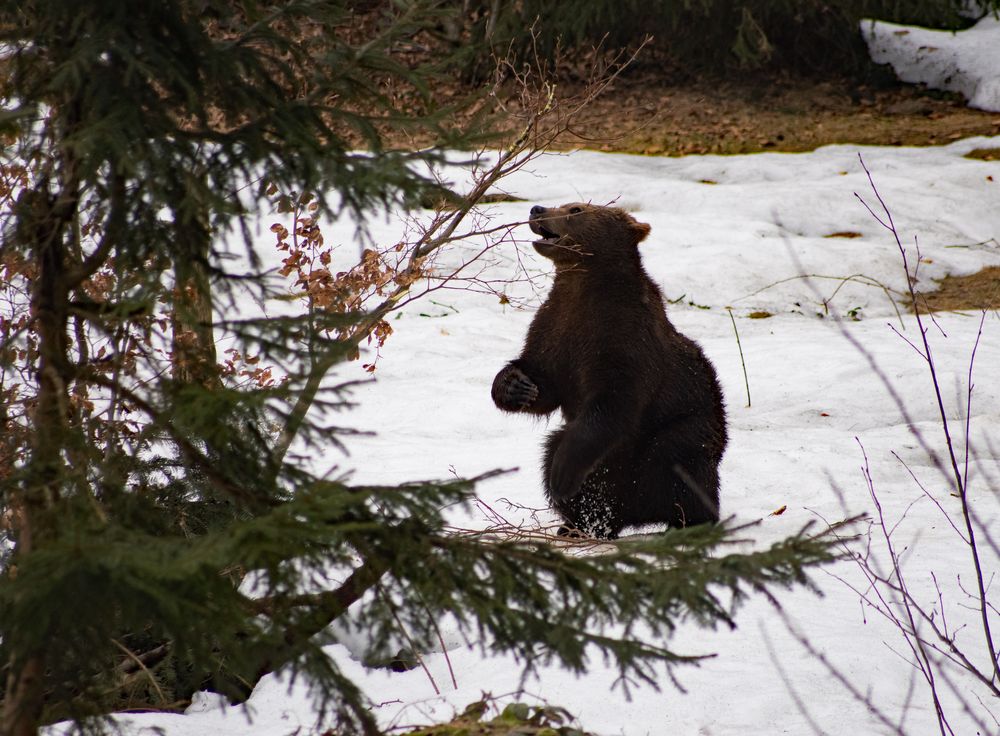 Braunbär Zwillinge im Nationalpark Bayrischer Wald in Spiegelau