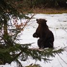 Braunbär Zwillinge im Nationalpark Bayrischer Wald in Spiegelau