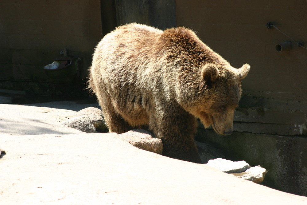 Braunbär1