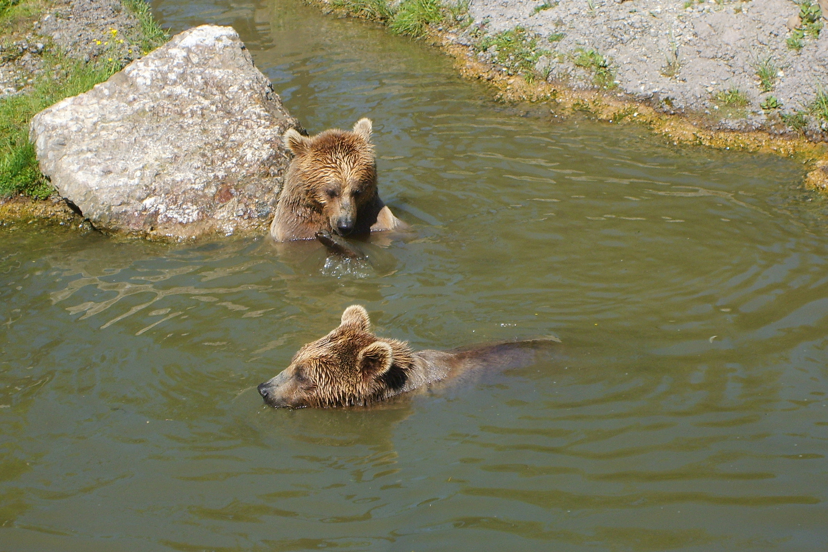 Braunbären