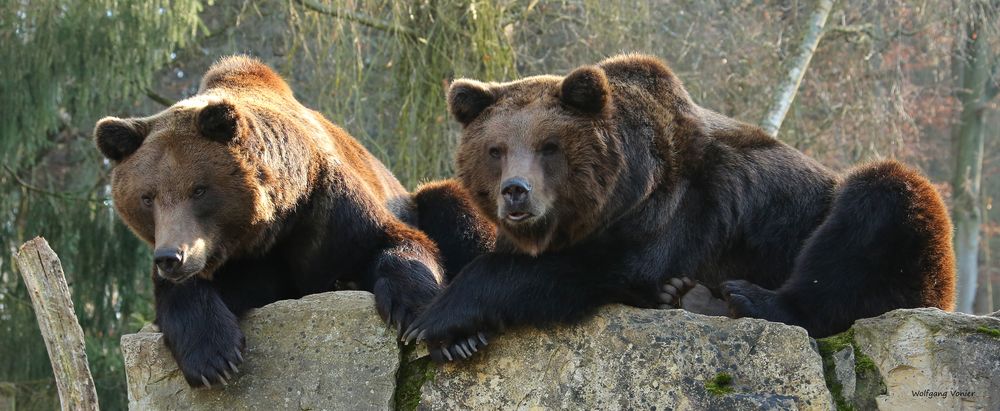 Braunbären