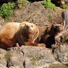 Braunbären beim Sonnenbad