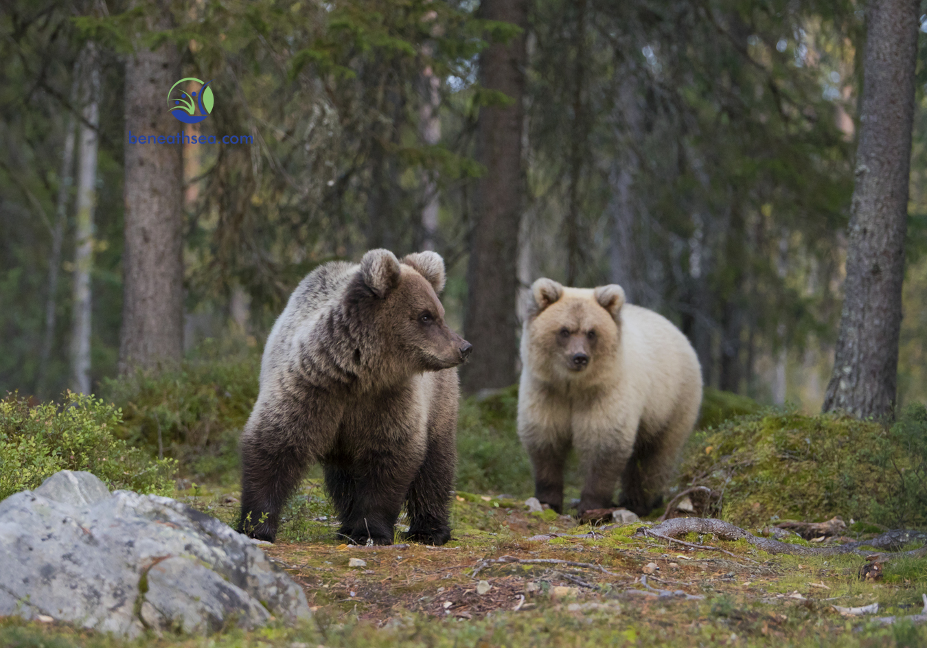 Braunbaeren Geschwister im der finnischen Taiga