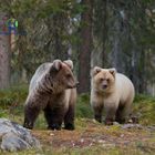 Braunbaeren Geschwister im der finnischen Taiga