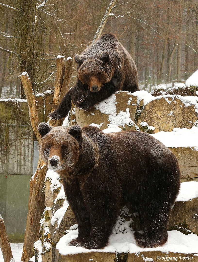 Braunbären II