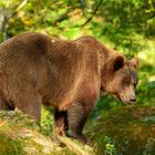 Braunbären im NP BayWald: Die mächtige Bärenmutter