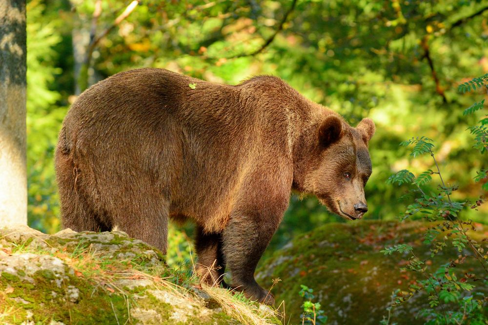 Braunbären im NP BayWald: Die mächtige Bärenmutter