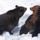 Braunbären im Schnee
