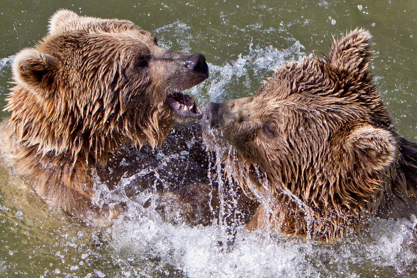 Braunbären im Tierpark Goldau (CH)