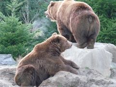 Braunbären im Zoom Gelsenkirchen