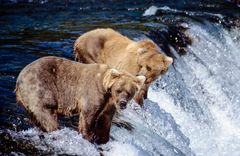 Braunbären in Alaska