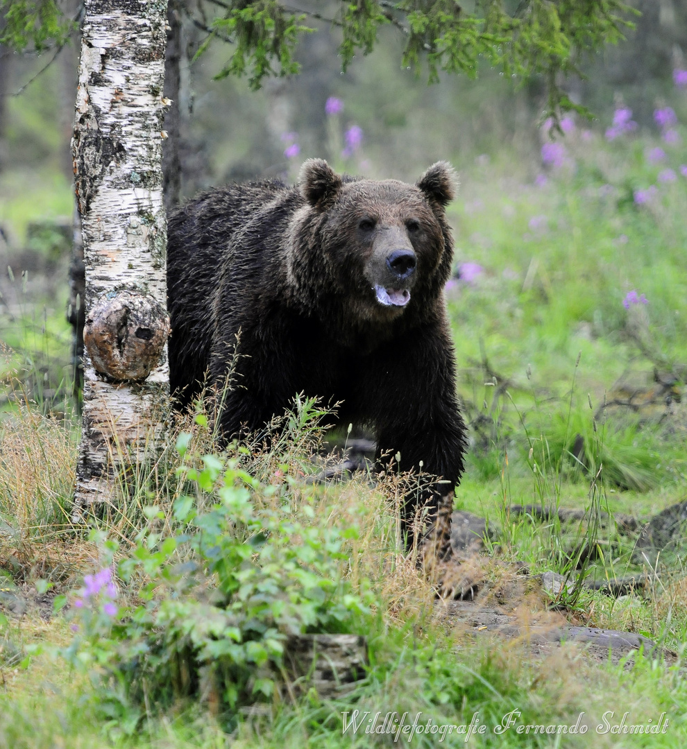 Braunbären in Finnland