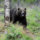 Braunbären in Finnland