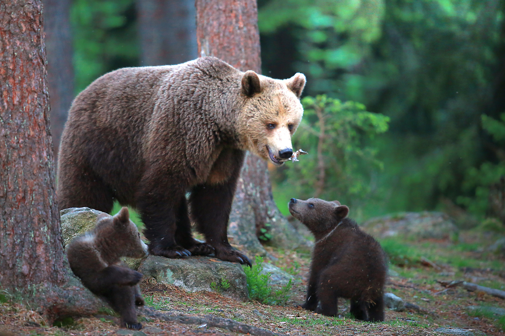 Braunbären in Finnland Foto & Bild tiere, wildlife, säugetiere Bilder auf Braunbären in Finnland Foto & Bild tiere, wildlife, säugetiere Bilder auf