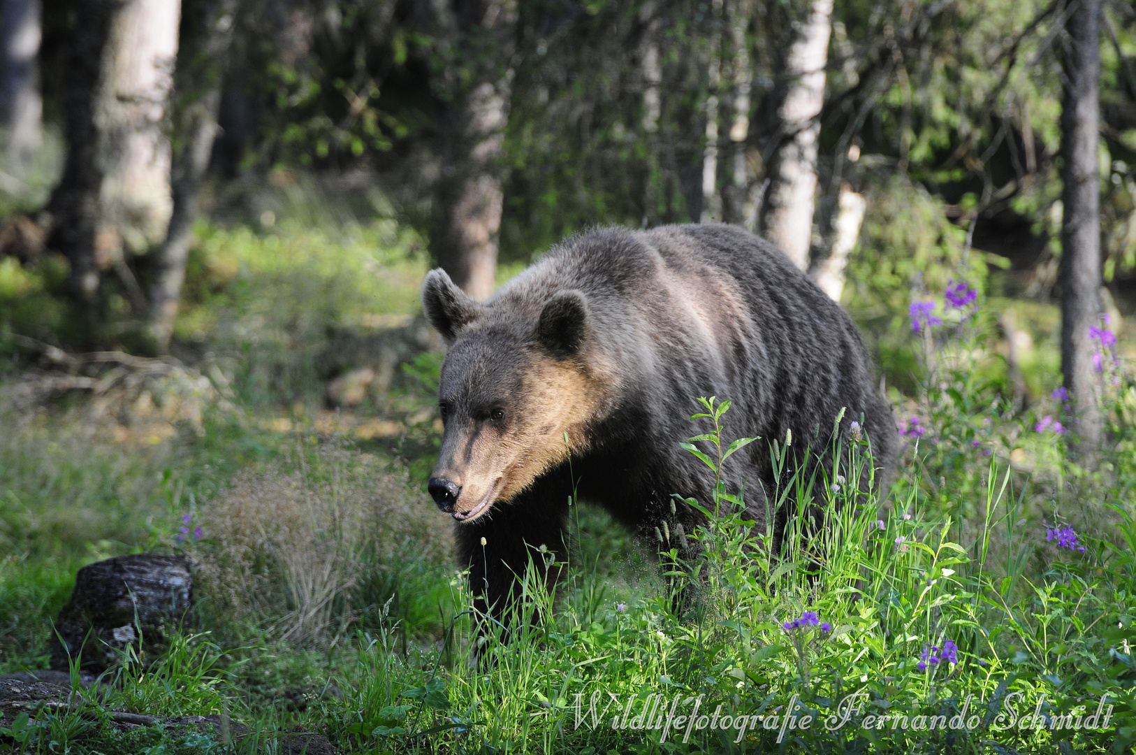 Braunbären in Finnlands Karelien 