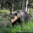 Braunbären in Finnlands Karelien 