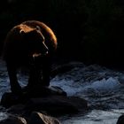 Braunbären in Kamtschatka