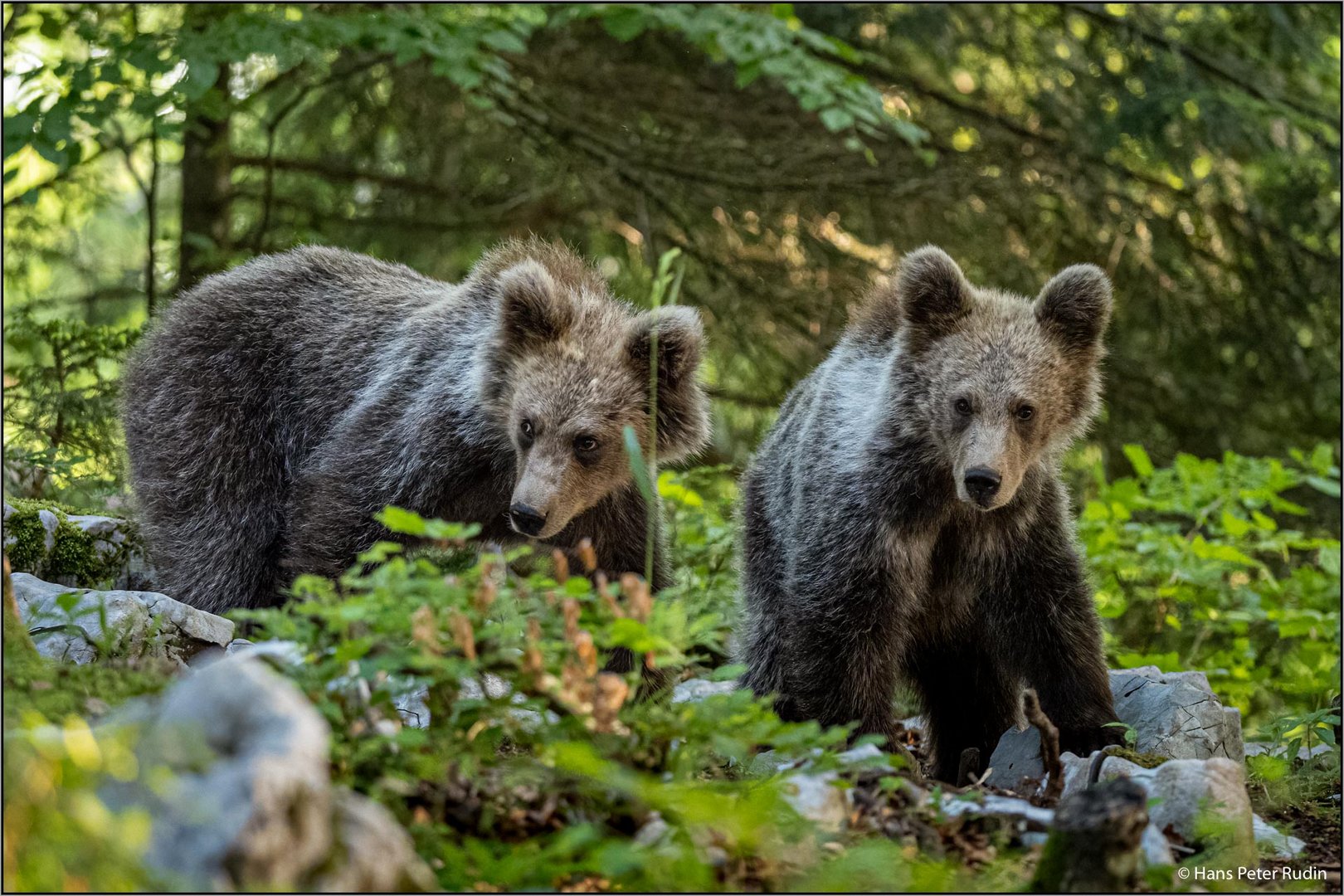 Braunbären in Slowenien