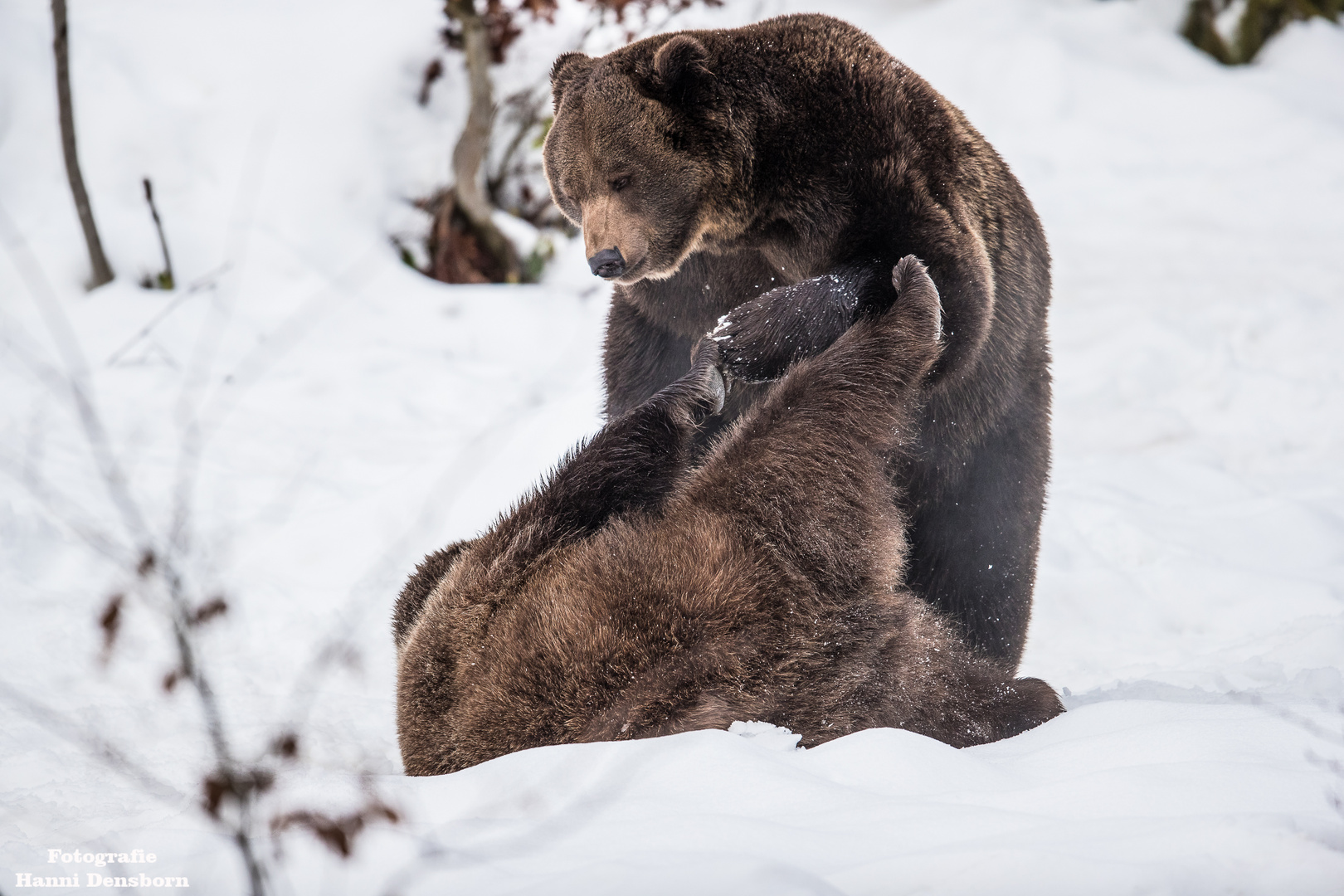 Braunbären Kampf in der Winterlandschaft.