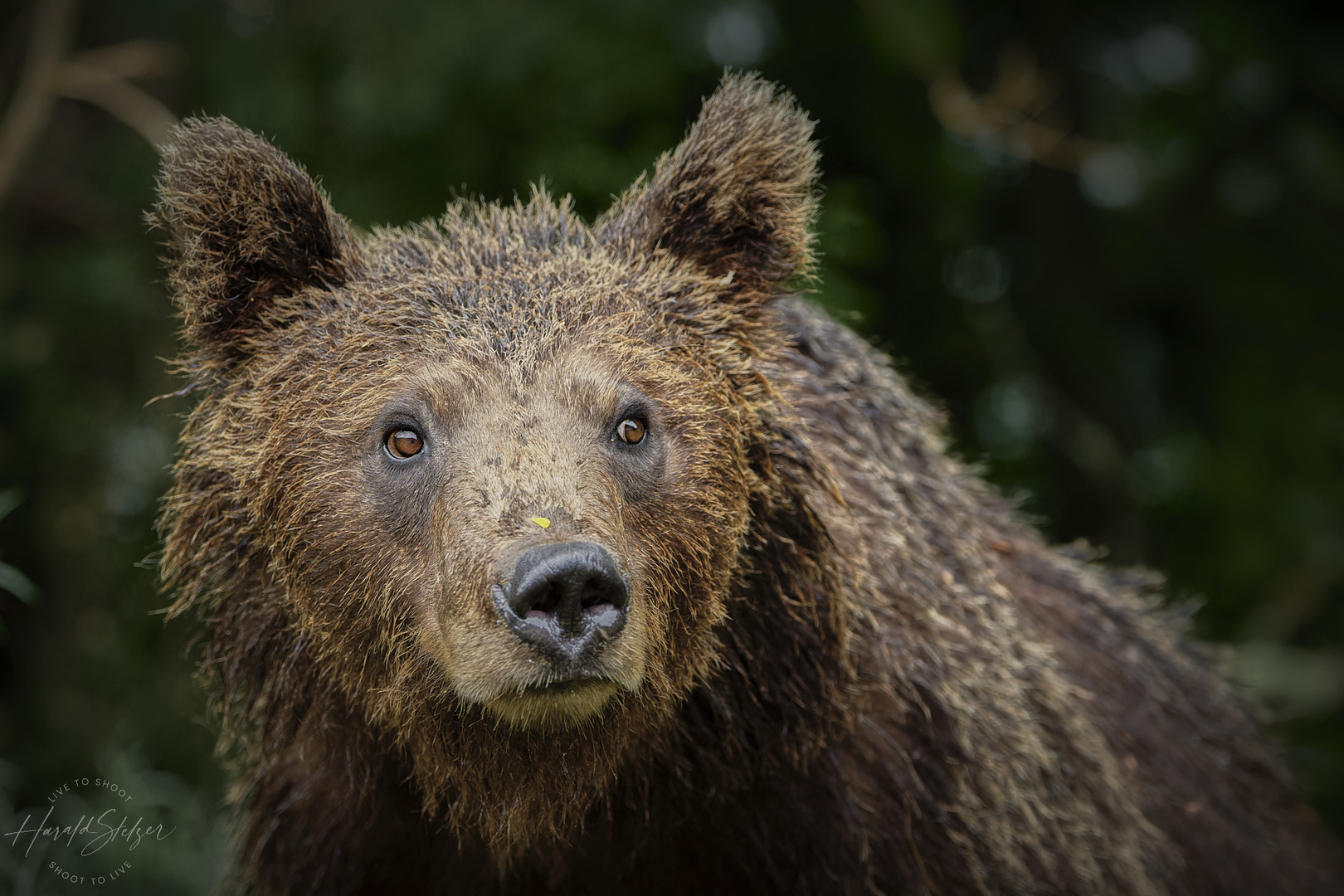 Braunbären Portrait 