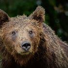 Braunbären Portrait 