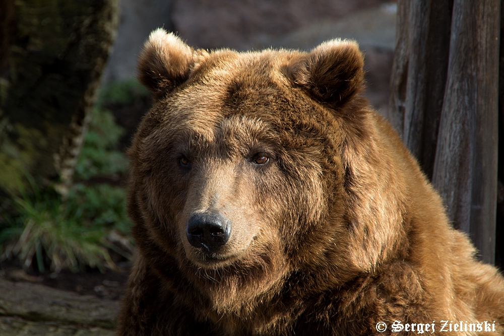 Braunbärin Conny - im Bergzoo Halle