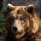 Braunbärin Conny - im Bergzoo Halle