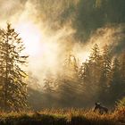 Braunbärin im Great Bear Rain Forest, British Columbia, Kanada