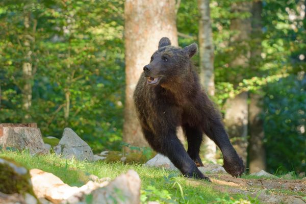 Braunbärin in Bewegung
