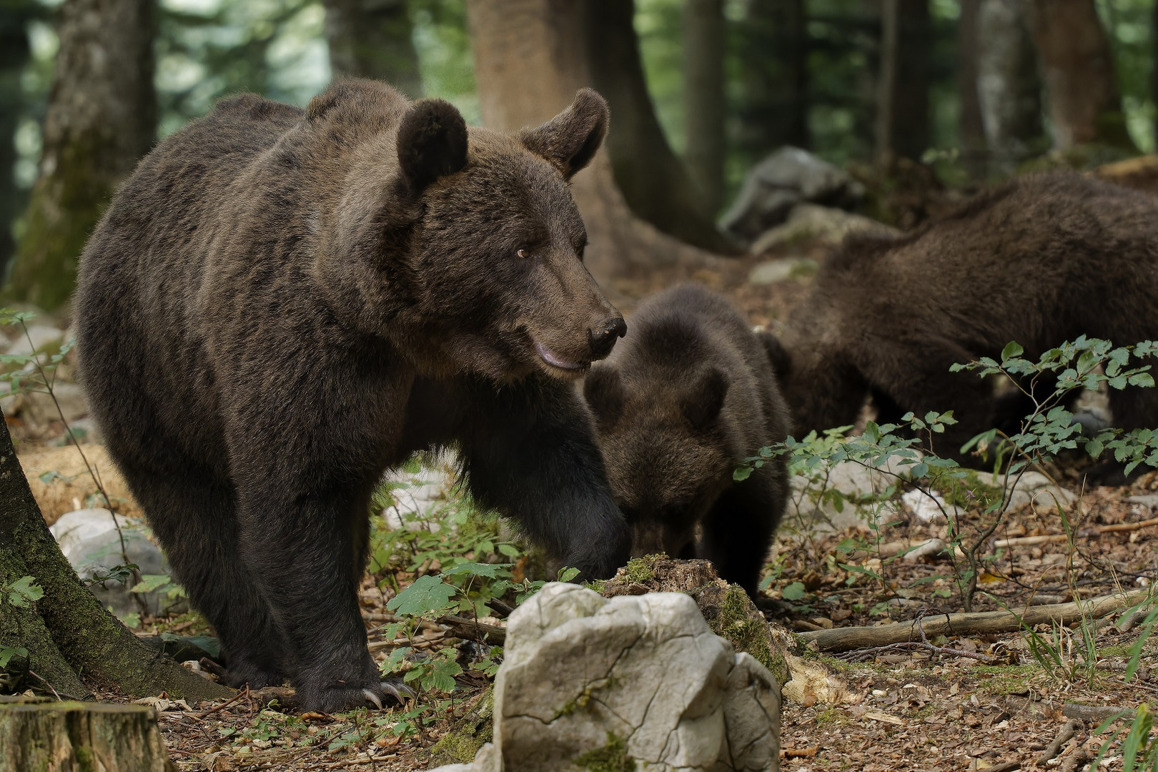 Braunbärin mit ihren Jungtieren