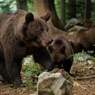 Braunbärin mit ihren Jungtieren