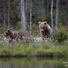 Braunbärin mit Jungbär