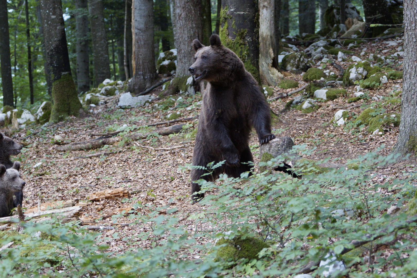 Braunbärin_DSC0368