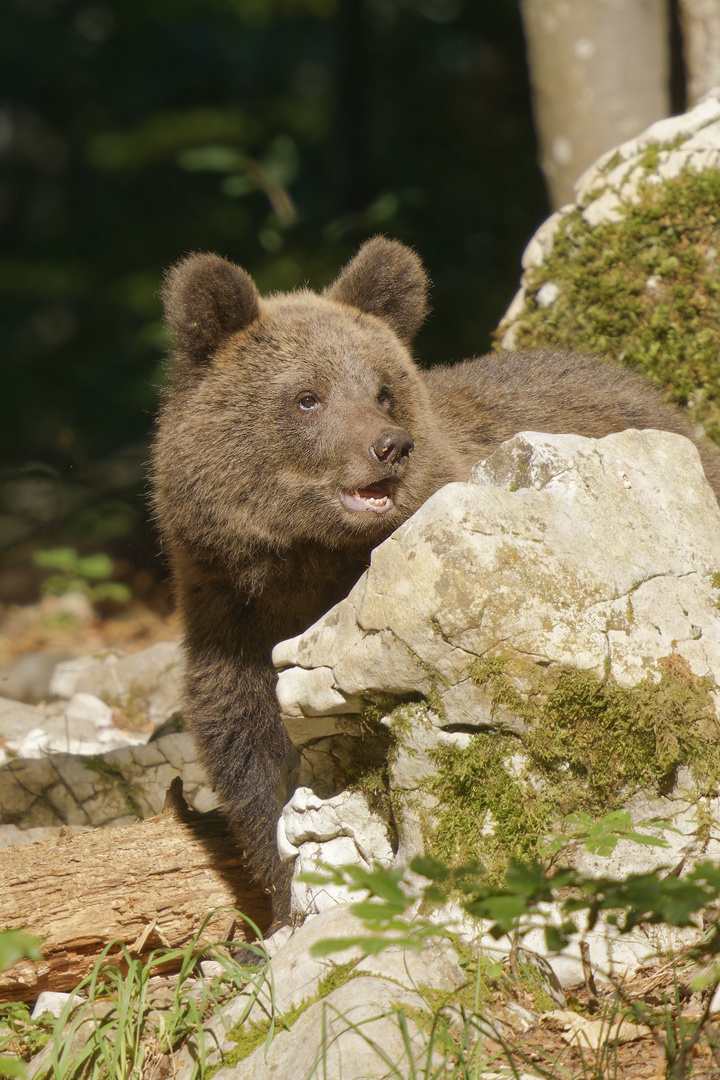 Braunbärjunges in der Sonne