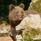 Braunbärjunges in der Sonne