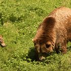 Braunbär,Timberwolf 