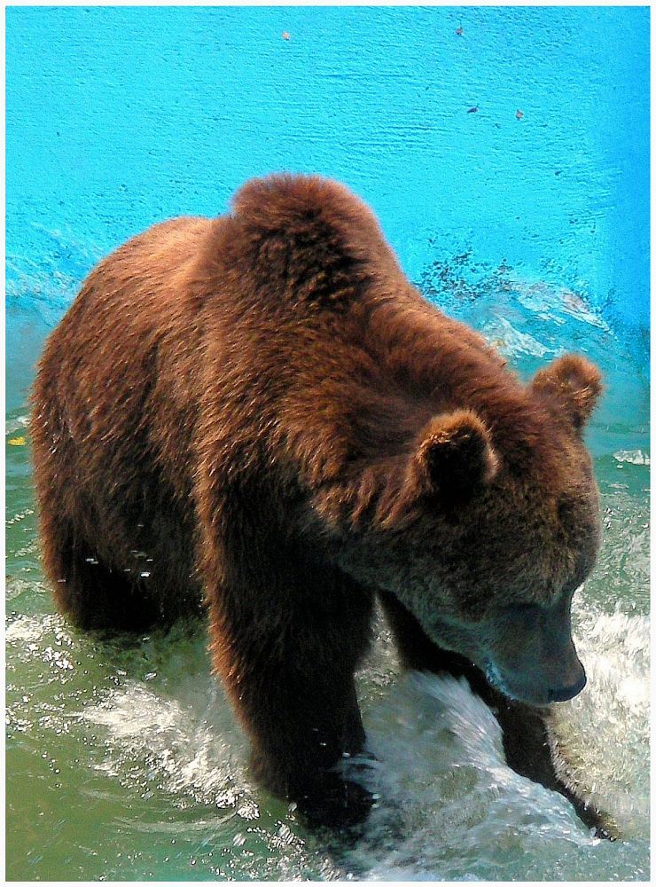 Braunbärweibchen im Tierpark Allensbach