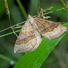 Braunbinden-Wellenstriemenspanner (Scotopteryx chenopodiata)