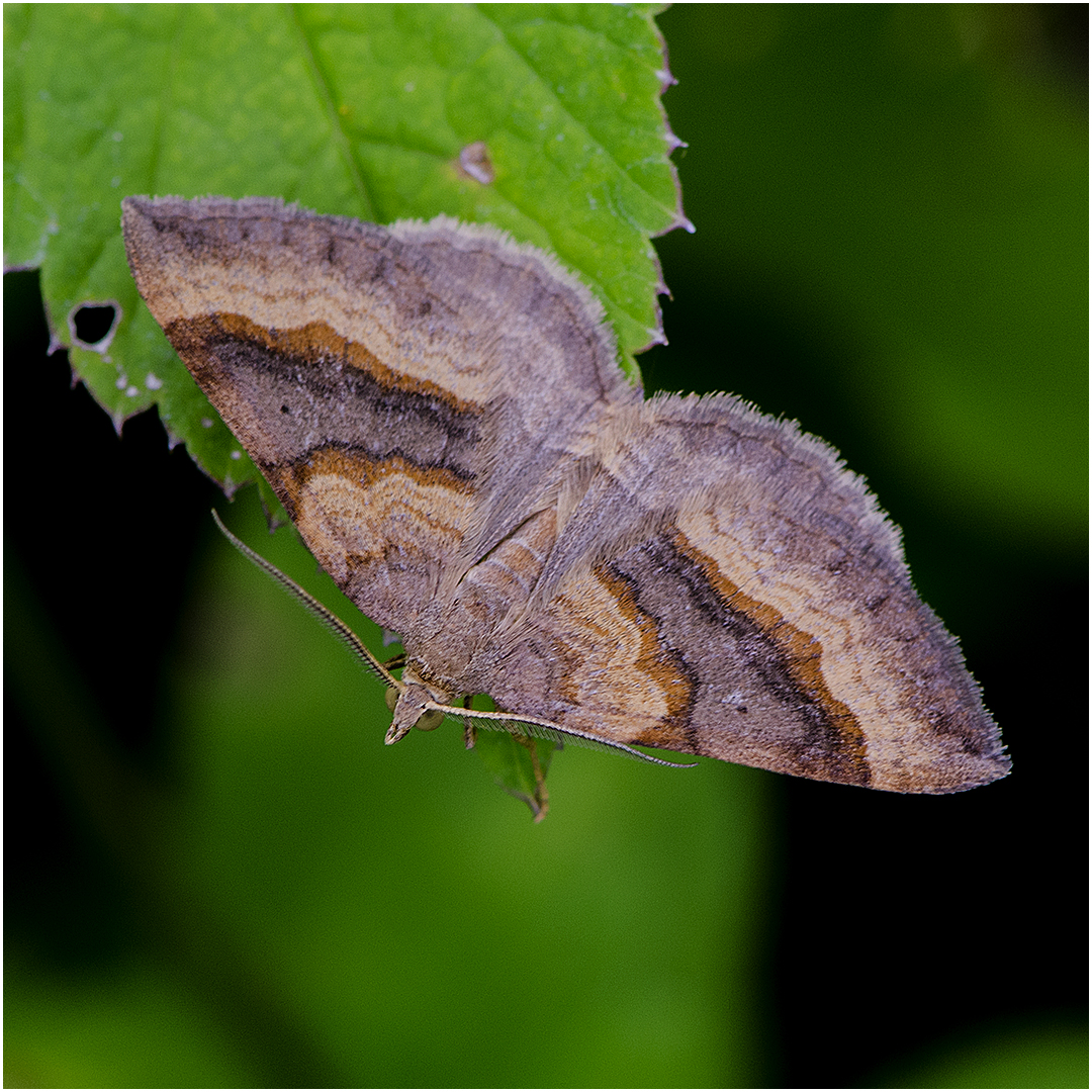 Braunbinden-Wellenstriemenspanner - Scotopteryx chenopodiata  