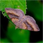 Braunbinden-Wellenstriemenspanner - Scotopteryx chenopodiata  