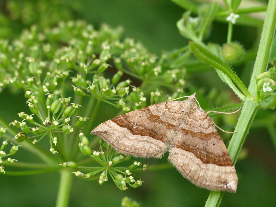 Braunbinden-Wellenstriemenspanner (Scotopteryx chenopodiata)